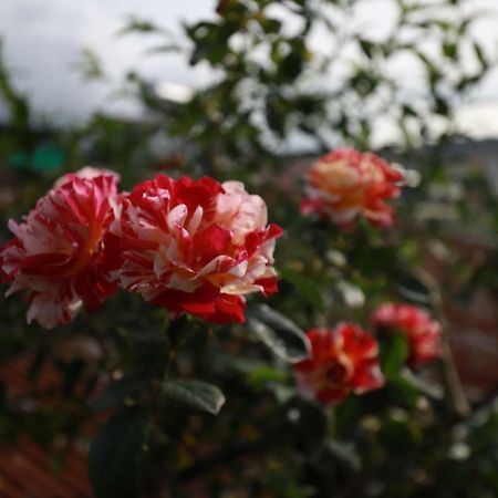 Homestay Doc Tinh Đà Lạt Ngoại thất bức ảnh