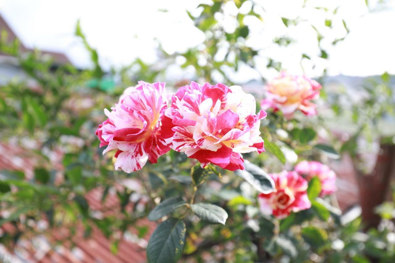 Homestay Doc Tinh Đà Lạt Ngoại thất bức ảnh